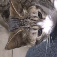 ちゃいらて
