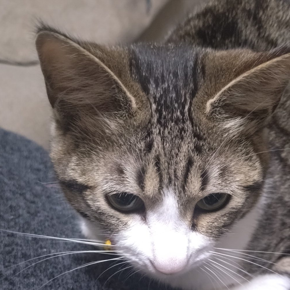 ちゃいらて